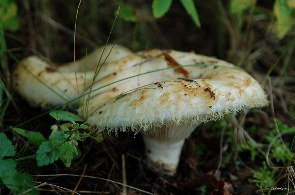 Rýdzik sivý (Lactarius glaucescens)