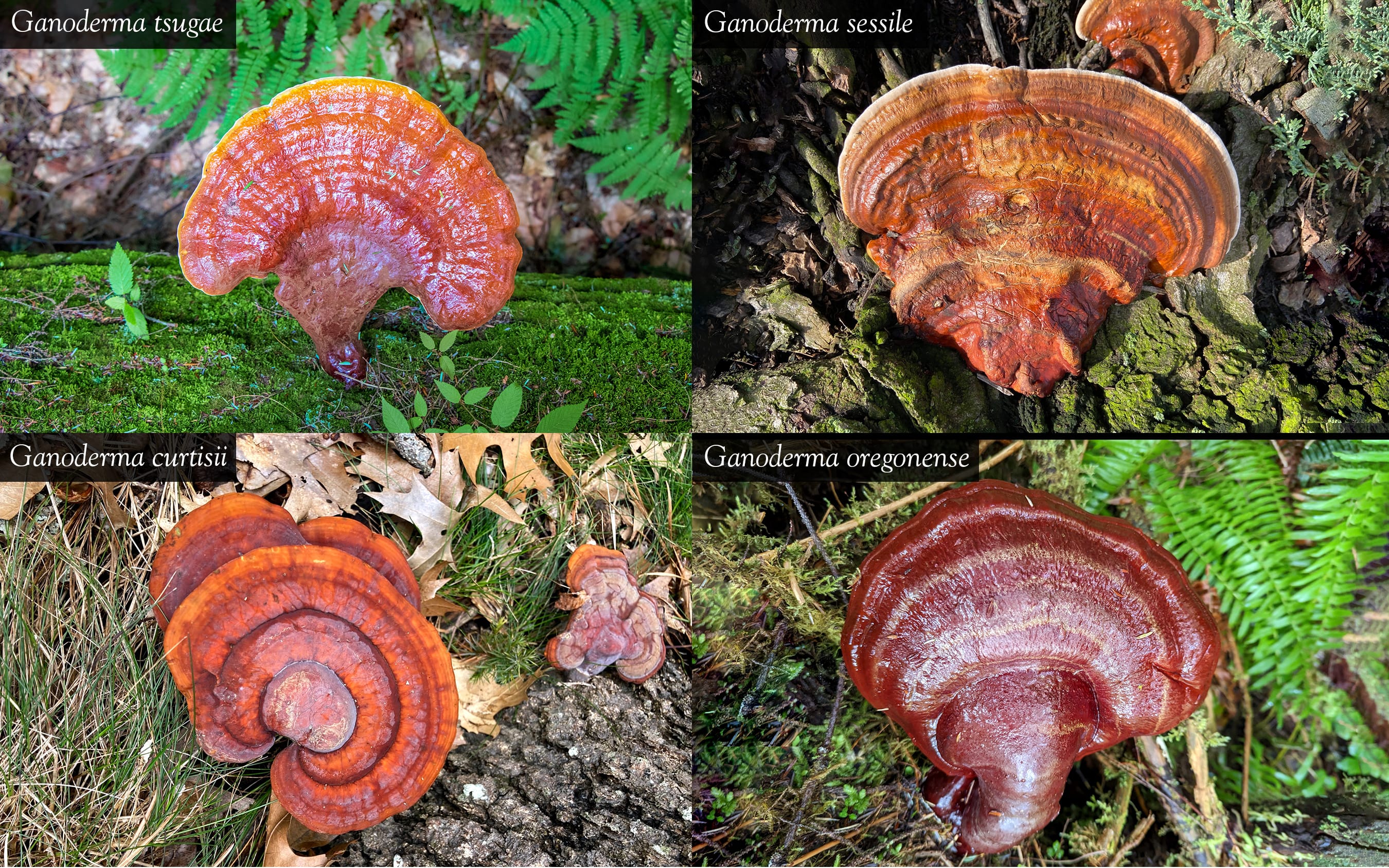 Kızıl Gövde Mantarı (Ganoderma tsugae)