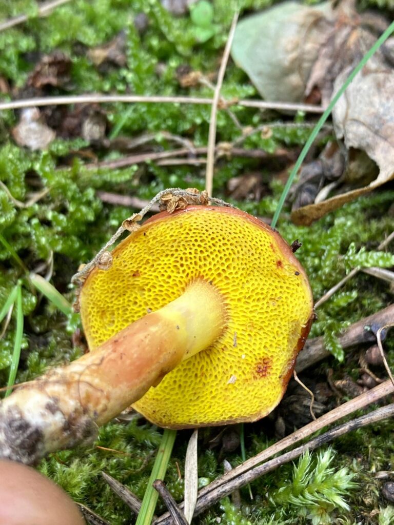 Güney Sarı Bolet (Boletus pseudosulphureus)