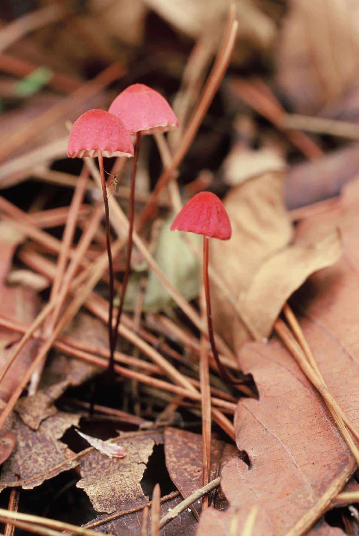 Kırmızı Kuşaklı Perdeayak (Cortinarius armillatus)