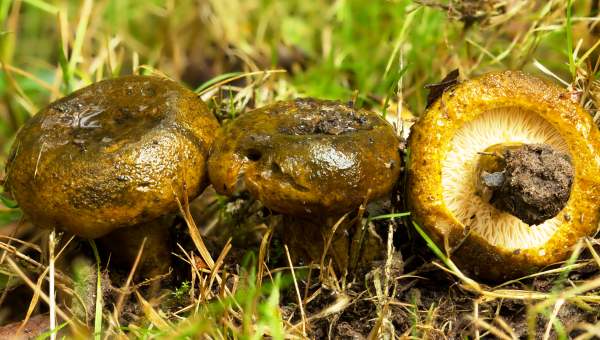 Ryšavec korenistý (Lactarius turpis)