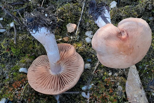 Small-ringed Cort (Cortinarius bivelus)