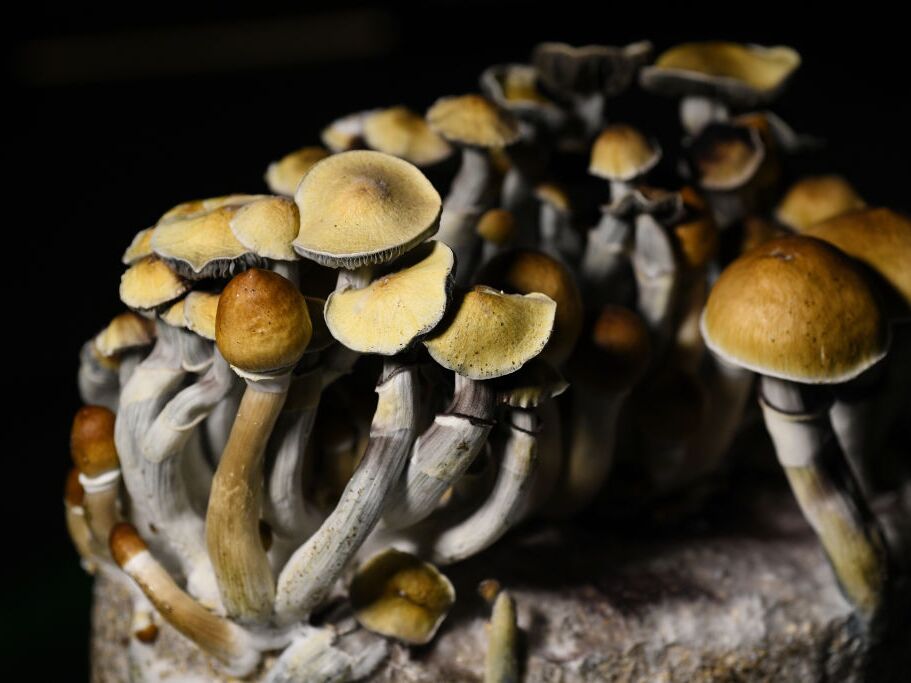 Drobnozrnko slizké (Tephrocybe palustris)