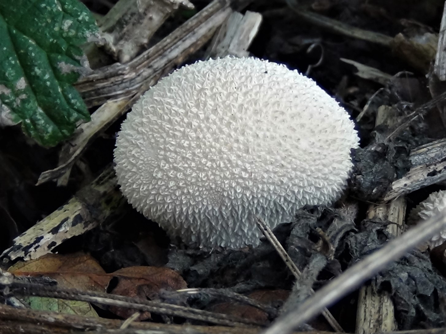 Pýchavka hrubá (Lycoperdon perlatum)
