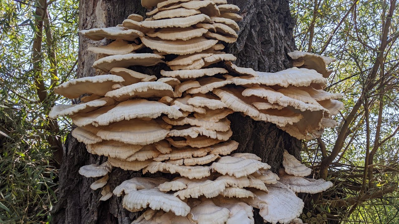 Трутовик сірчано-жовтий (Laetiporus sulphureus)