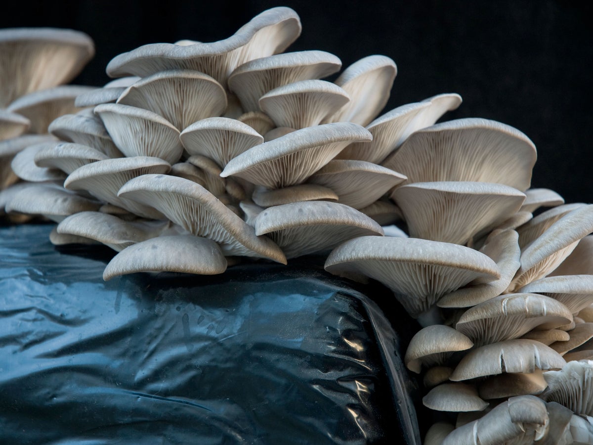 Konjski goban (Agaricus arvensis)