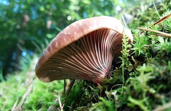 松乳菇 (Lactarius hatsudake)