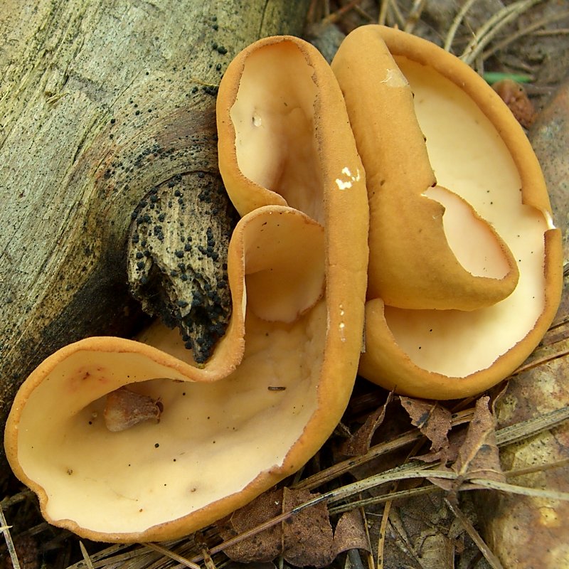 Вуховик бурий (Otidea alutacea)