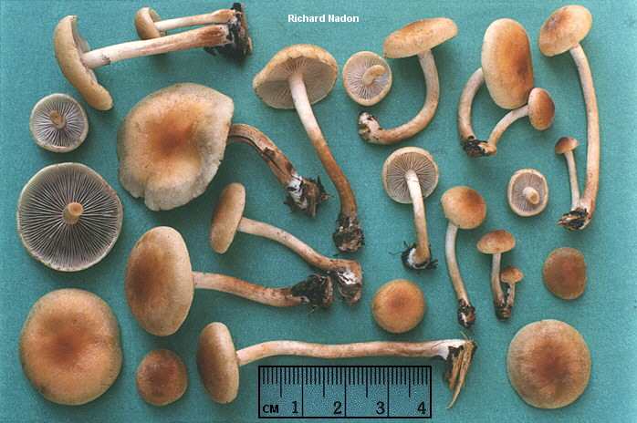 Dunsticka (Hypholoma capnoides)