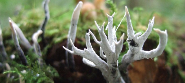 Liten hornsvamp (Calocera cornea)