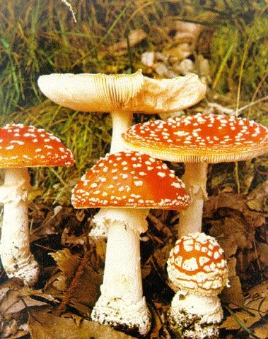 黄盖鹅膏 (Amanita hemibapha)