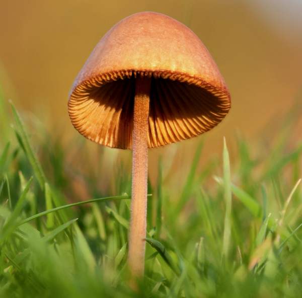 Tuvskinn (Conocybe tenera)