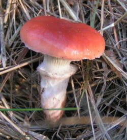 红环菇 (Lactarius rubrilacteus)