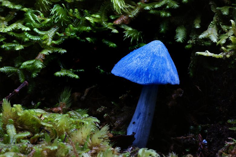 Modrá čepička (Stropharia caerulea)