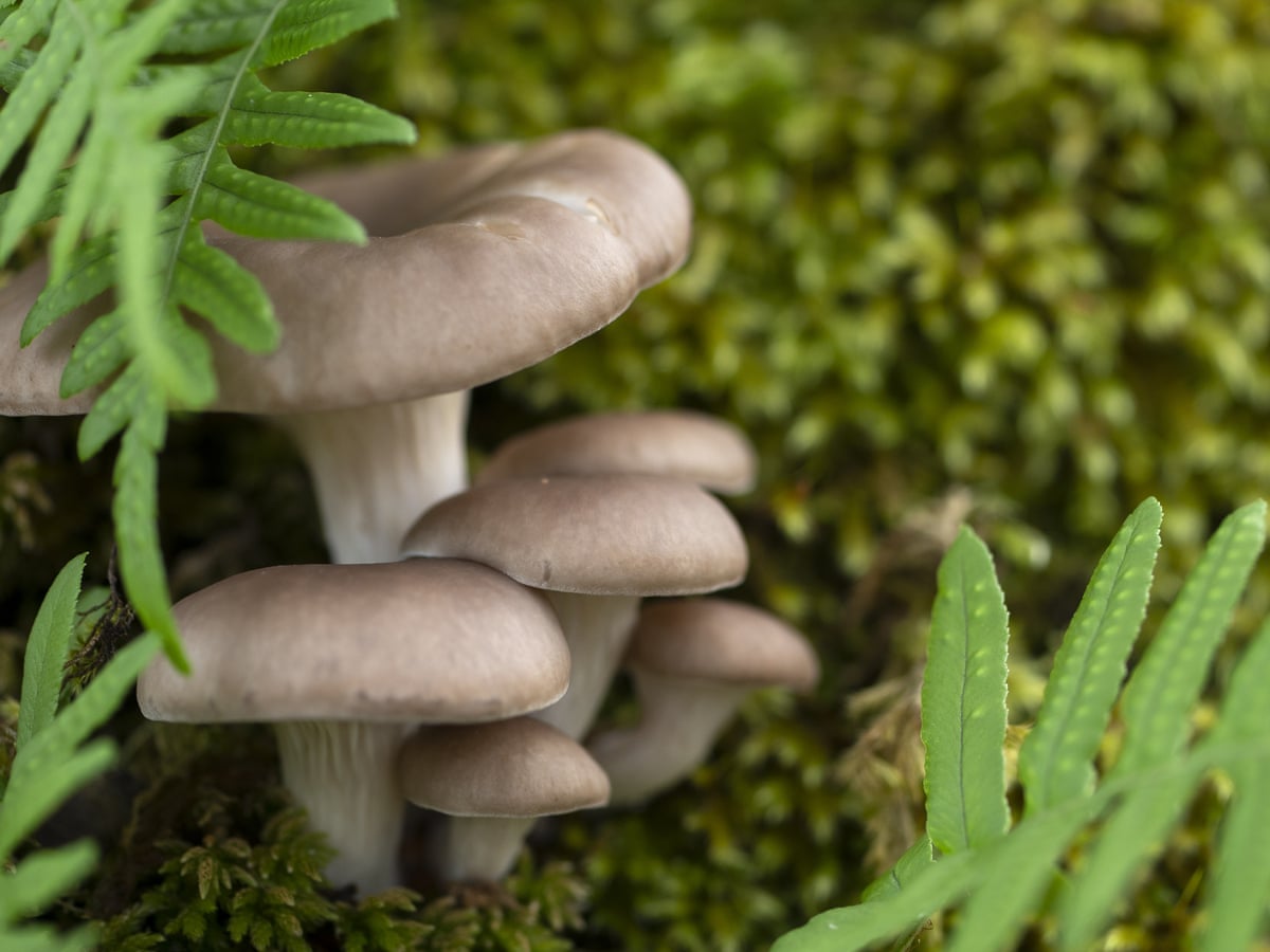 Dystermusserong (Phaeocollybia lugubris)