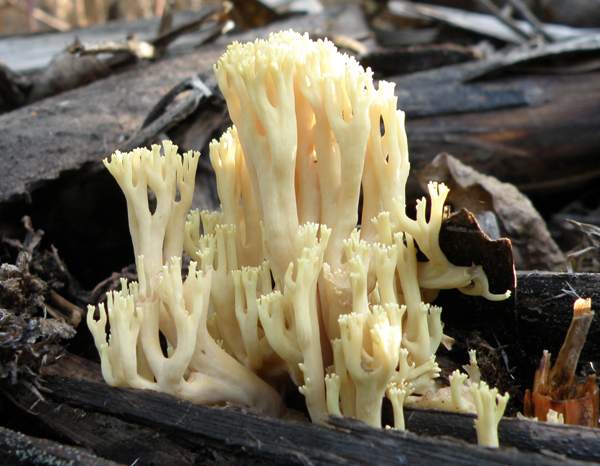 Sert Mercan Mantarı (Ramaria stricta)