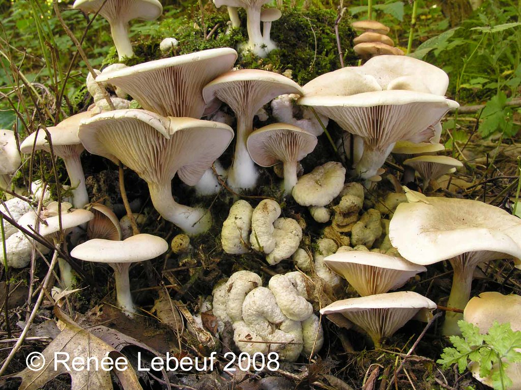 Aborted Entoloma (Entoloma abortivum)