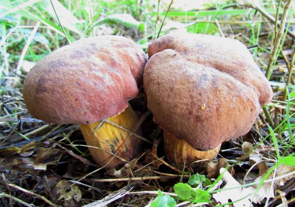 Боровик порошистий, Синяк порошистий (Cyanoboletus pulverulentus)