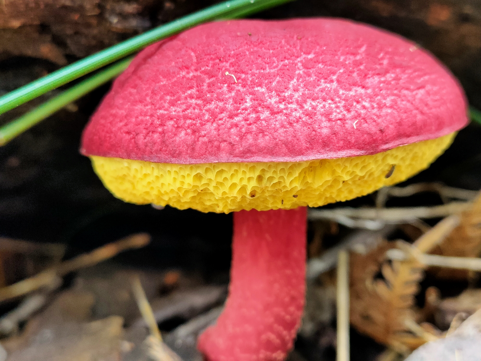 Криваво-червоний болетус (Boletellus coccineus)