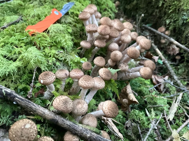 Halsbandmusseron (Armillaria gallica)
