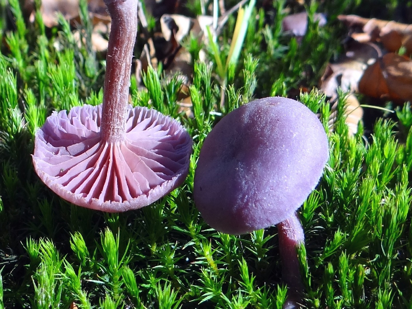 Tavşan Mantarı (Tricholoma vaccinum)