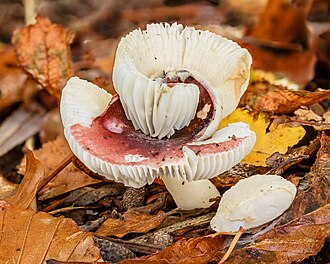Сироїжка (Russula species)