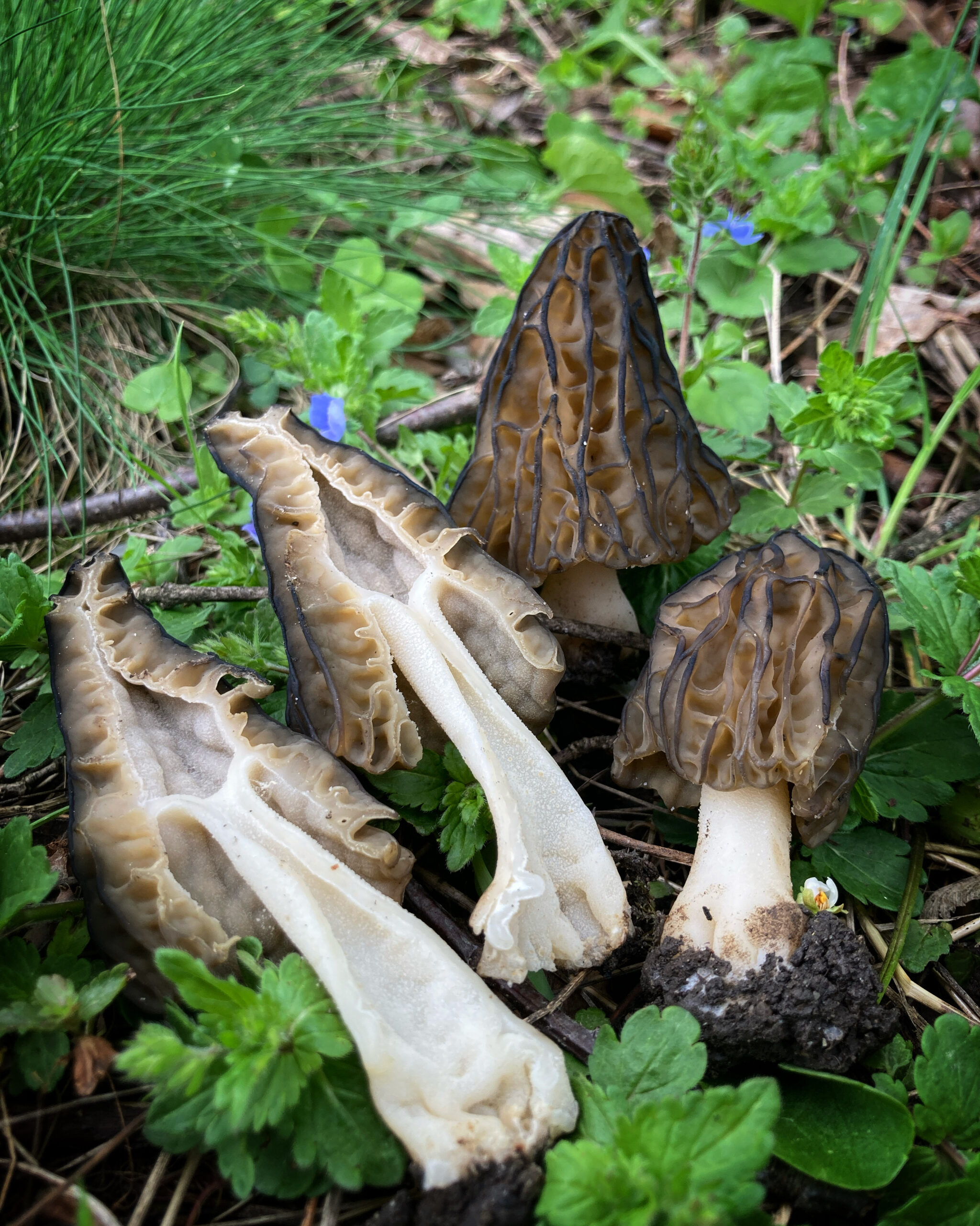 Beyaz Kuzu Göbeği (Morchella americana)