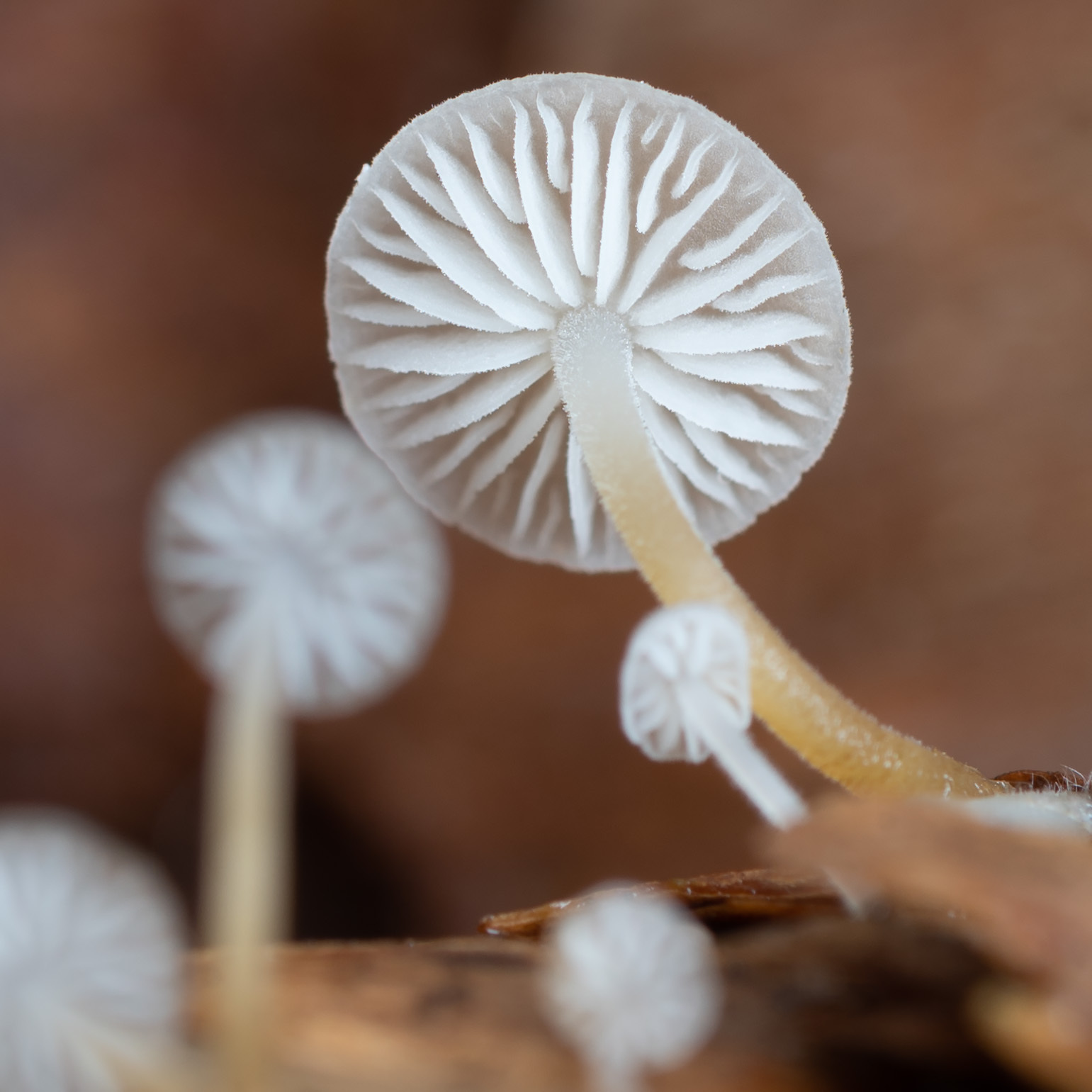 Šiškovka smreková (Strobilurus conigenus)