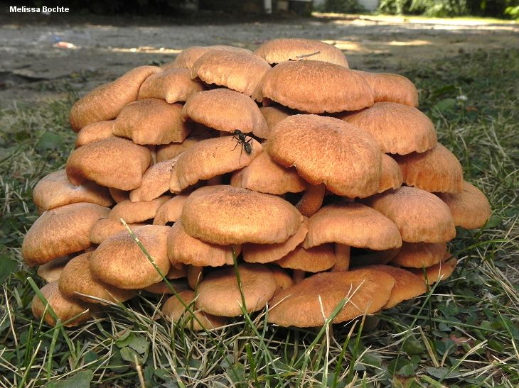 Опеньок безкільцевий (Armillaria tabescens)