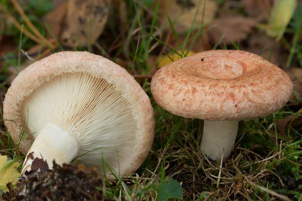 绒毛乳菇 (Lactarius torminosus)