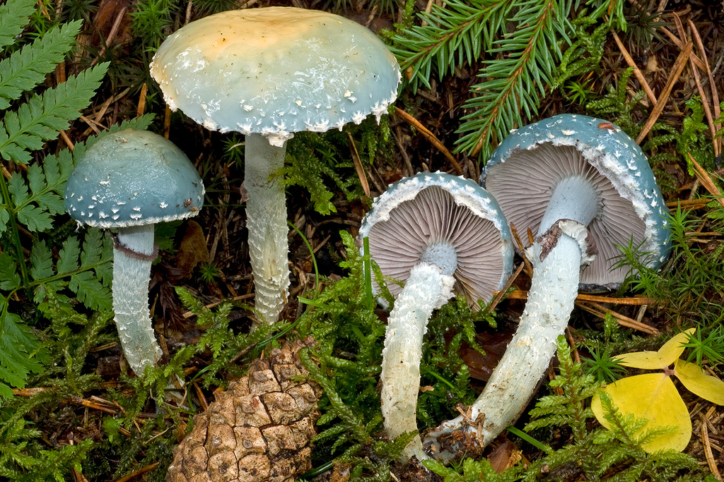 Medenkovka modrozelená (Stropharia aeruginosa)