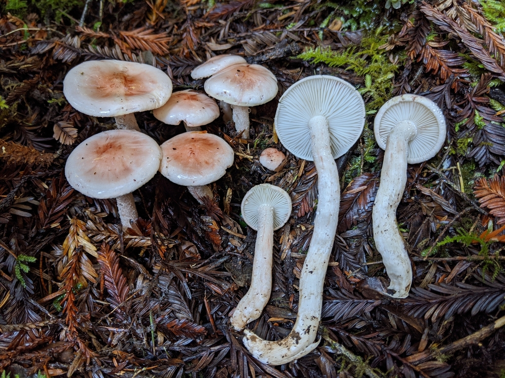Tegelröd slätskivling (Hygrophorus erubescens)
