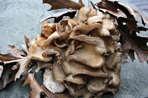 Hrastova labirintnica (Daedalea quercina)