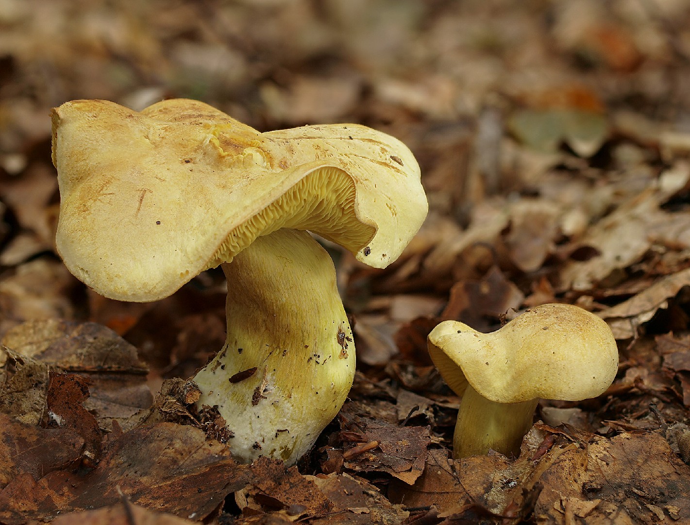 硫色口蘑 (Tricholoma sulphureum)