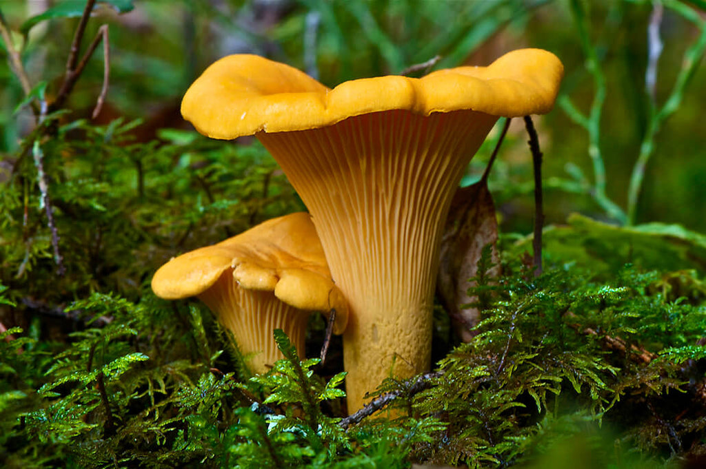 Pacific Golden Chanterelle (Cantharellus formosus)
