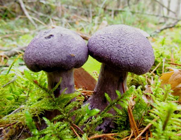 Violettgubbe (Cortinarius violaceus)