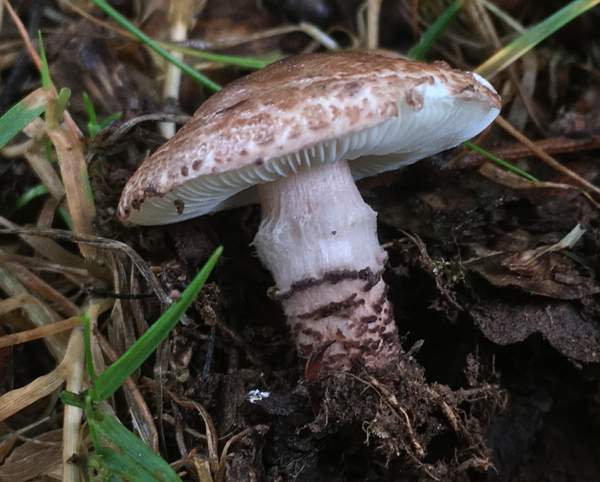 Bedľa hnedočervenkastá (Lepiota brunneoincarnata)