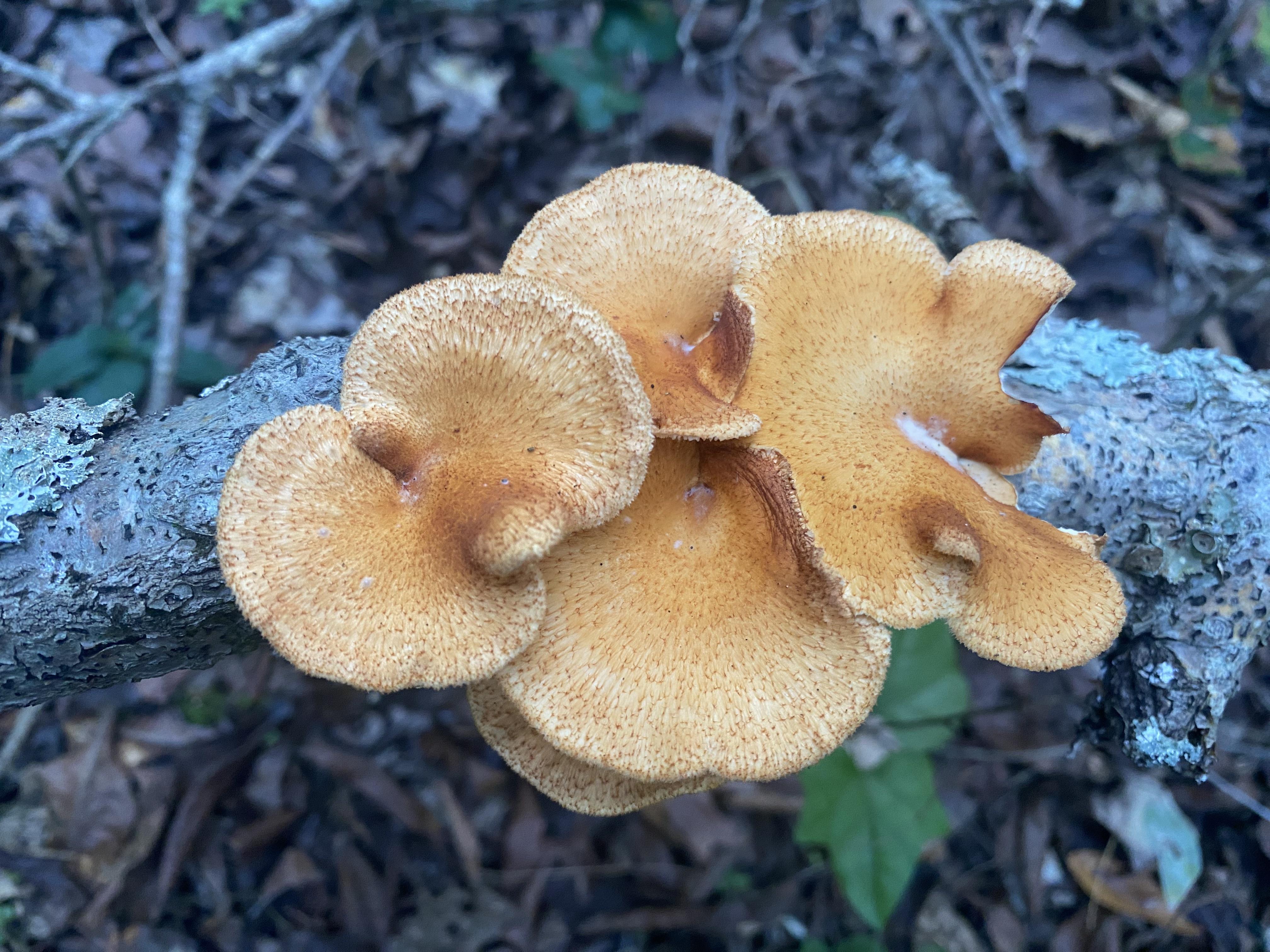 Pórovec voštinový (Neofavolus alveolaris)
