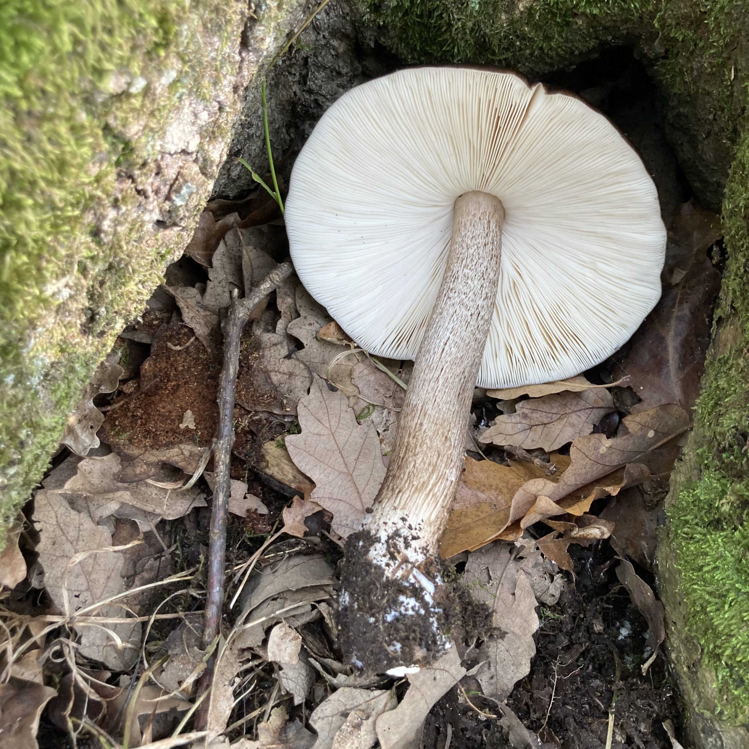 Beyaz Pluteus (Pluteus petasatus)