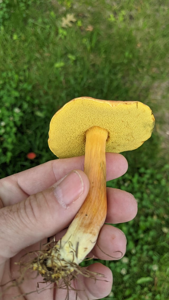 二色牛肝菌 (Boletus bicolor)
