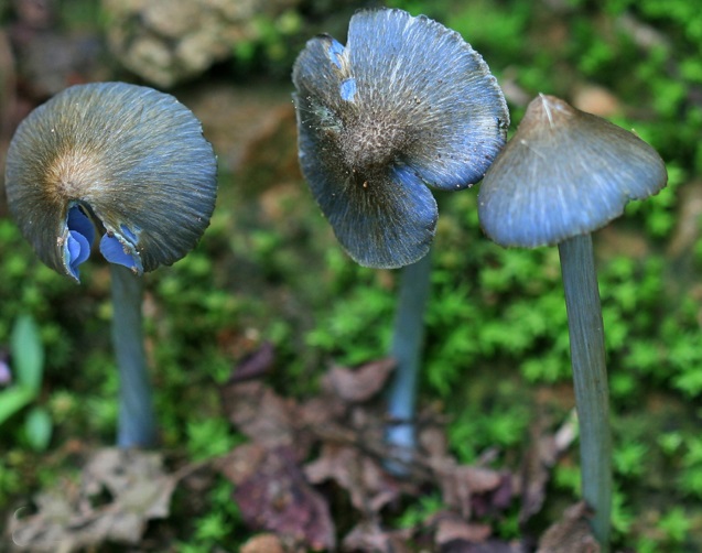 Бузковоногий Ентолома (Entoloma jubatum)