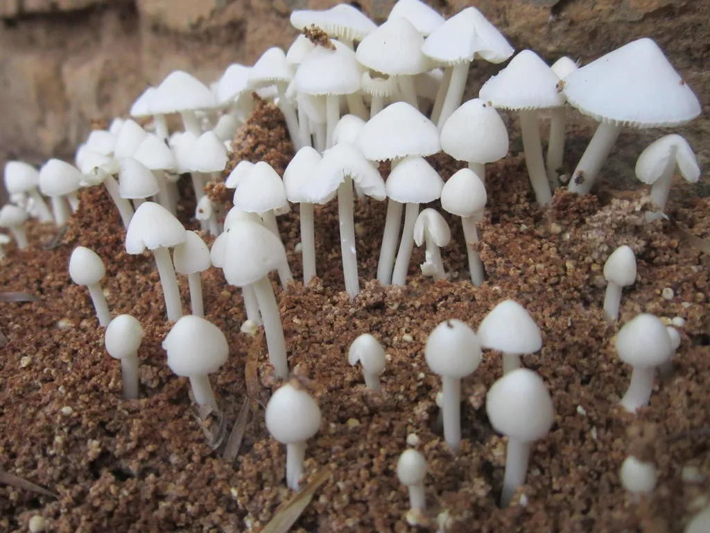Termit Mantarı (Termitomyces microcarpus)