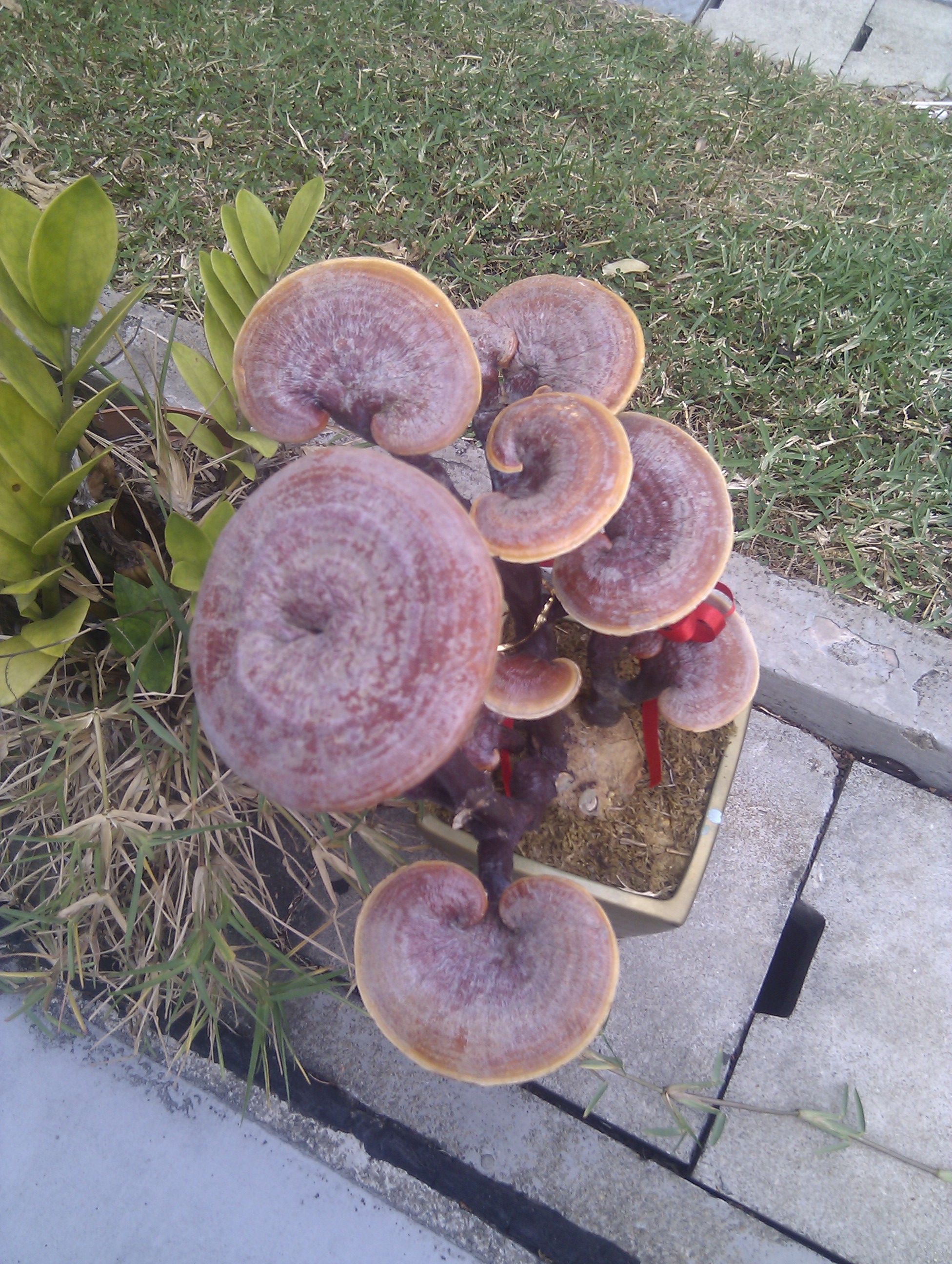 Reishi, Lingzhi (Ganoderma lingzhi)