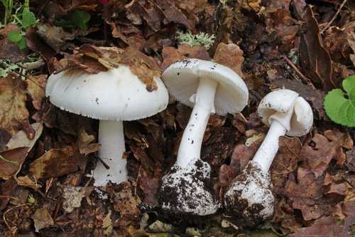 Весняний ангел смерті (Amanita vernaloid)