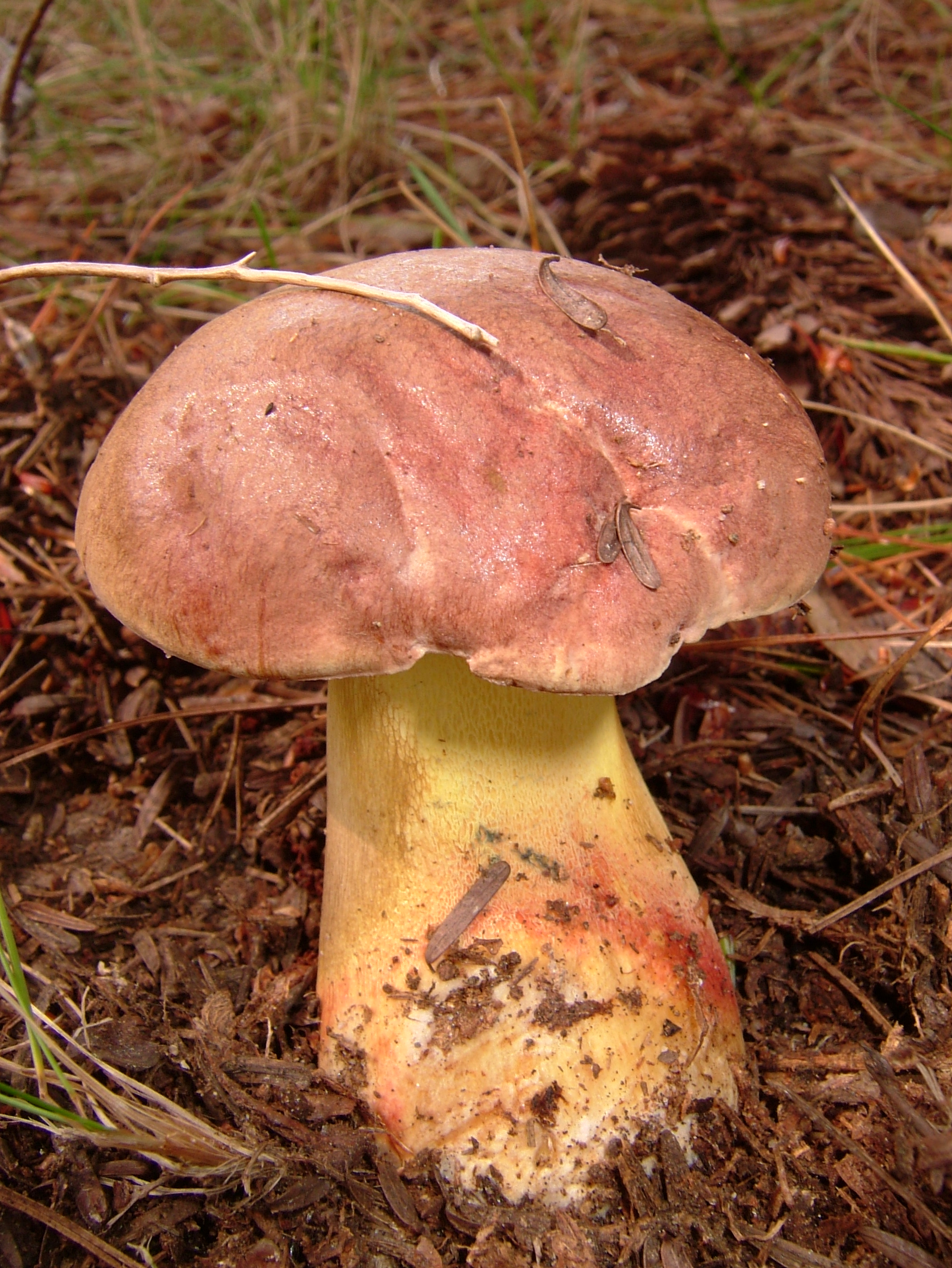 Yanık Bolet (Boletus ustulatus)