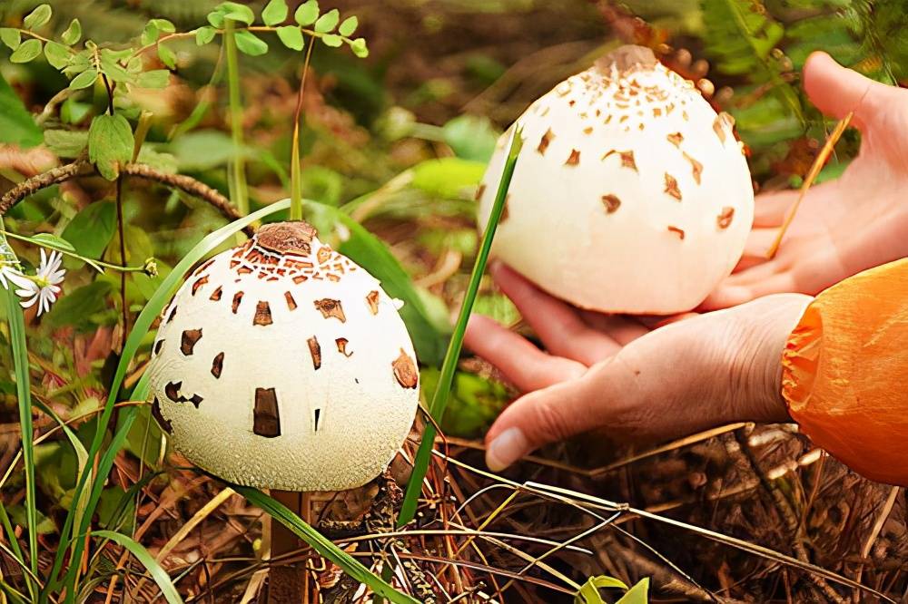 Klibbvaxskivling (Hygrophorus gliocyclus)