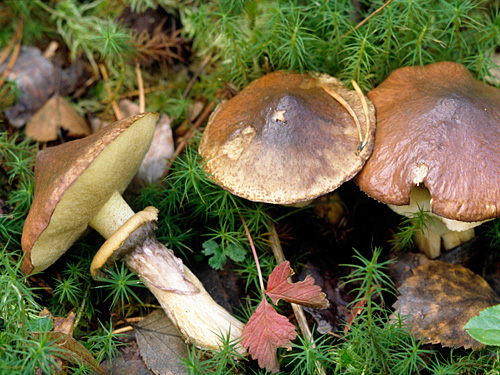 褐环乳牛肝菌 (Lactifluus volemus)