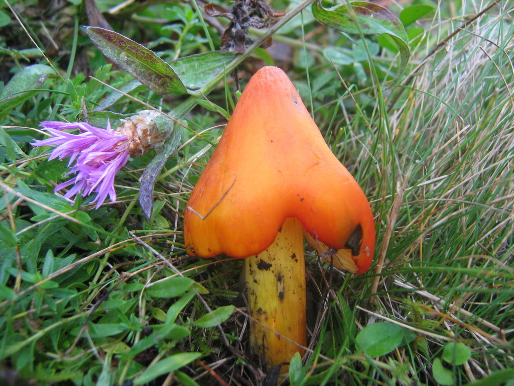 Halsbäck (Hygrophorus pudorinus)
