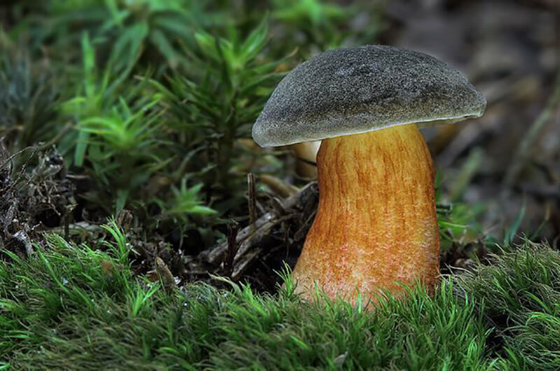 Suchohríb plstnatý (Xerocomellus subtomentosus)