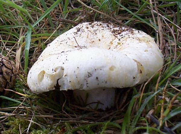 Süt Beyazı Russula (Russula delica)